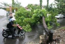 Walikota Perintahkan DKP Rampingkan Pohon