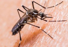 Waspadai Adanya Virus Zika, Dinkes Siapkan Surat Edaran