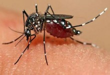 Ternyata Virus Zika Sudah ditemukan Sejak 1947 di Uganda