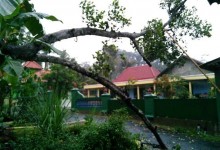 Pohon Roboh Menimpa Kabel Listrik di Glagah Jatinom