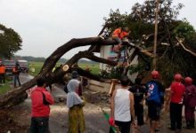 Puting Beliung di Sukoharjo Tumbangkan Sejumlah Pohon di Beberapa Lokasi